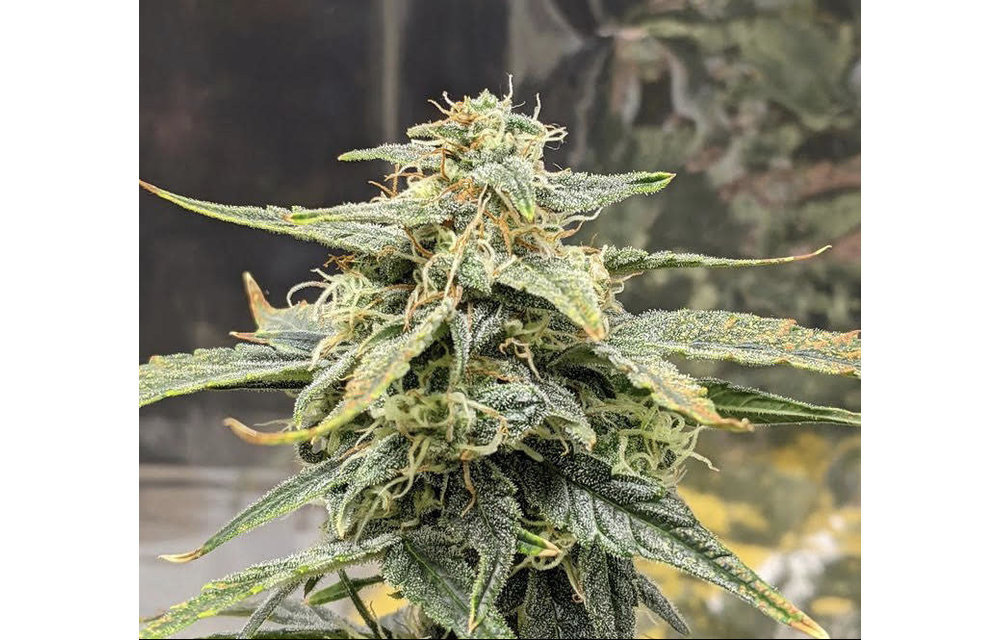 La Golden Gorilla Auto Fem 6 pk