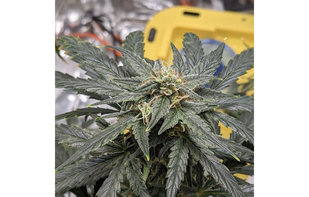 La Golden Gorilla Auto Fem 6 pk