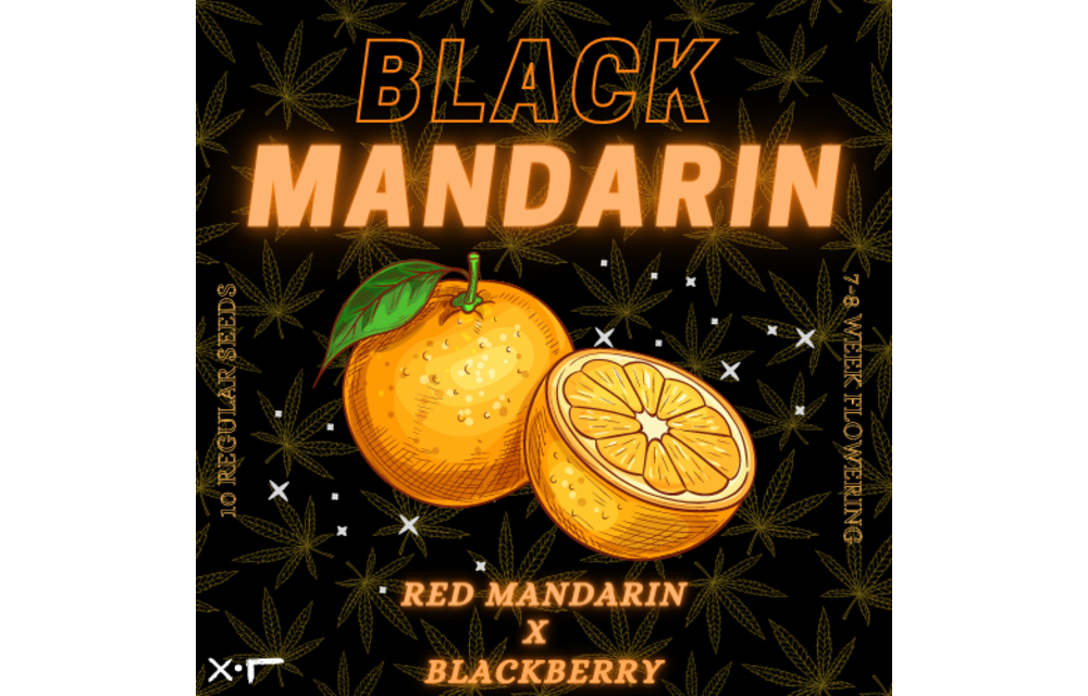 Black Mandarin Reg 10 pk