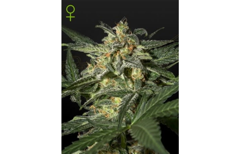 White Widow Auto Fem 3 pk