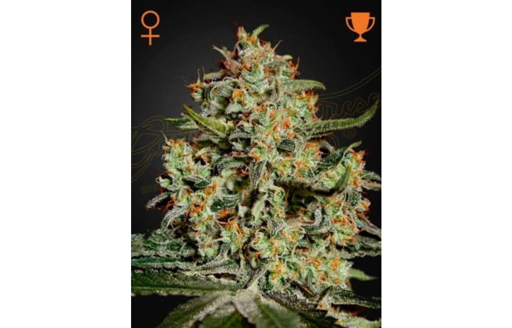 Big Bang Fem 5 pk