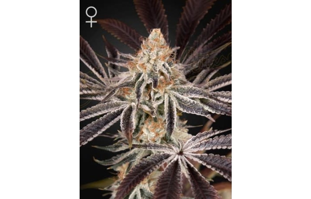 Dark Phoenix Fem 3 pk