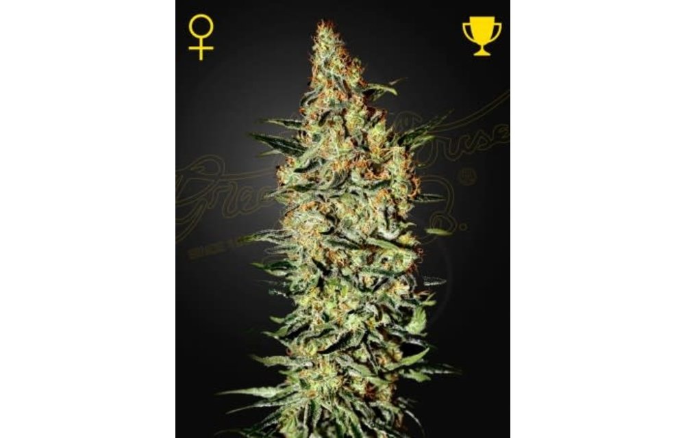 Neville's Haze Fem 3 pk
