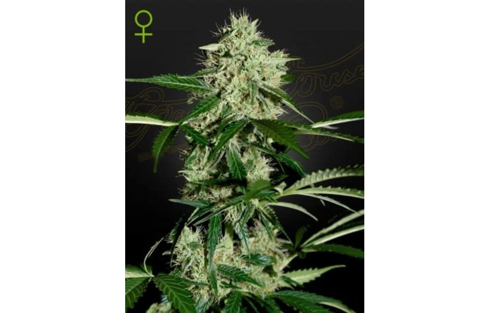 Northern Light Auto Fem 5 pk