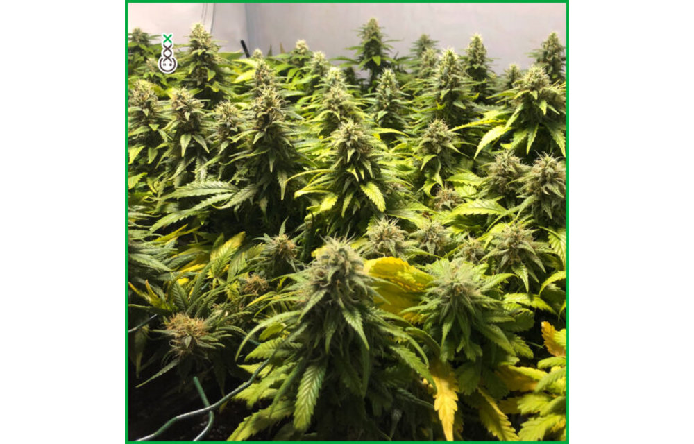 Super Silver Haze Fem 3 pk