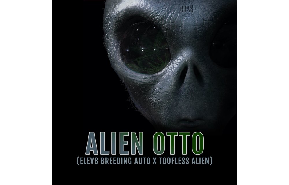 Alien Otto Auto Fem 6 pk