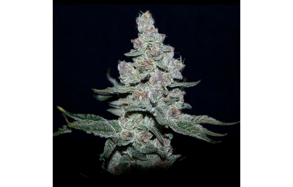 Fire'n Ice Fem 6 pk