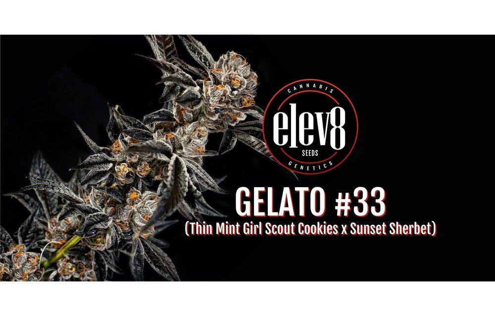 Gelato #33 Fem 6 pk