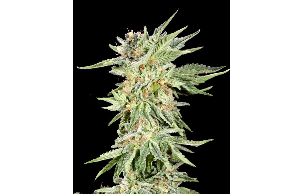 Gelato Sundae Fem 6 pk