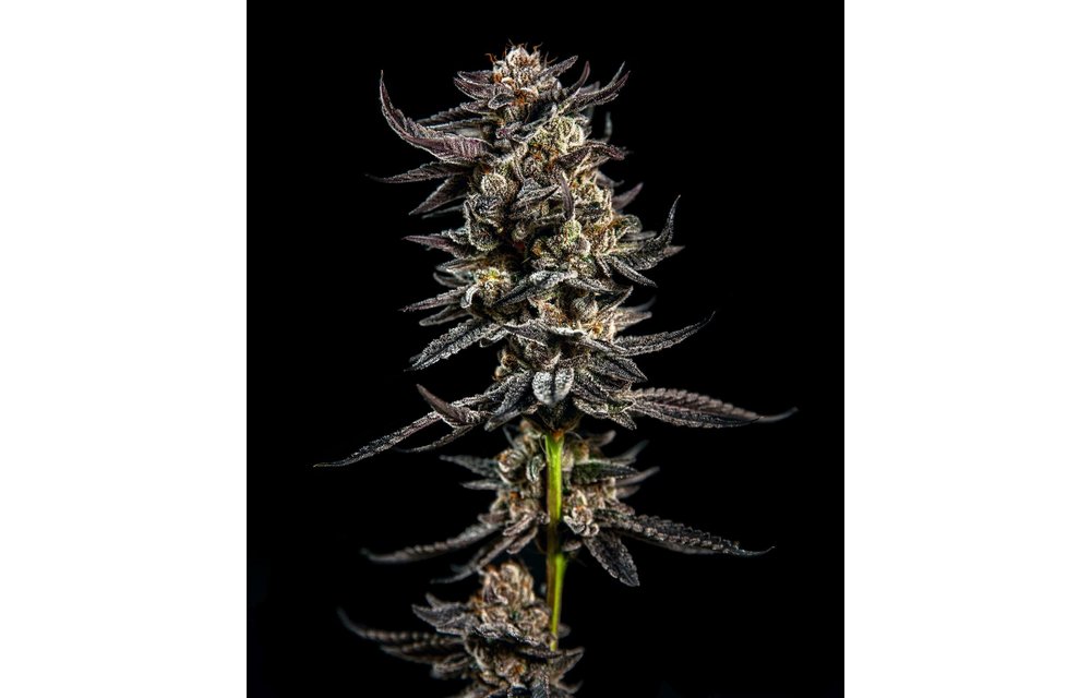 Gelatomo Fem 6 pk