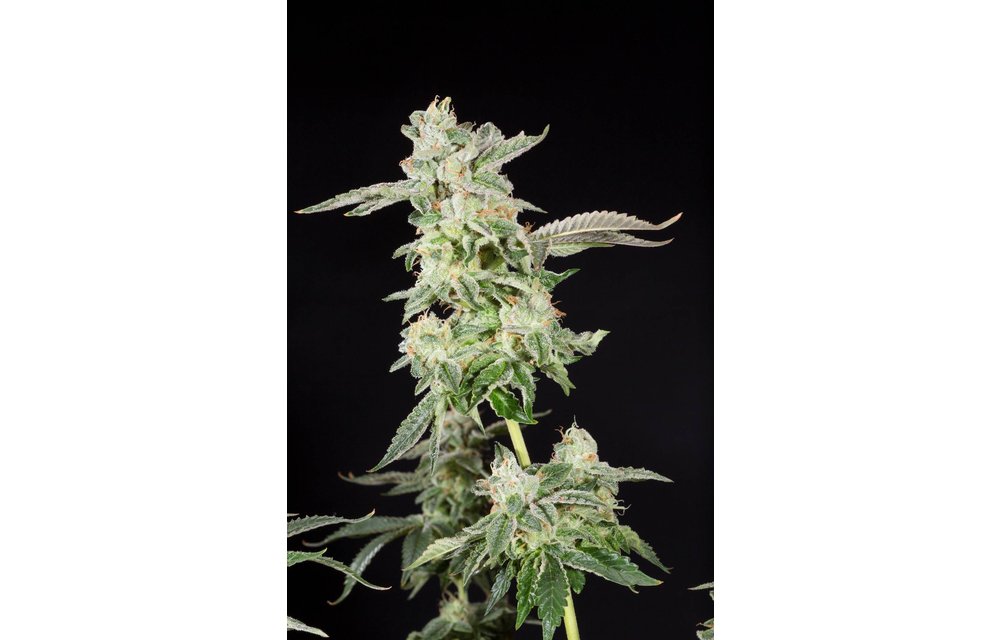 Giscotti Fem 6 pk