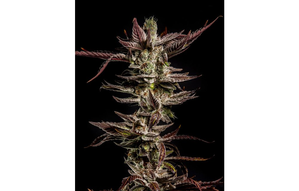 Head Cake Fem 6 pk