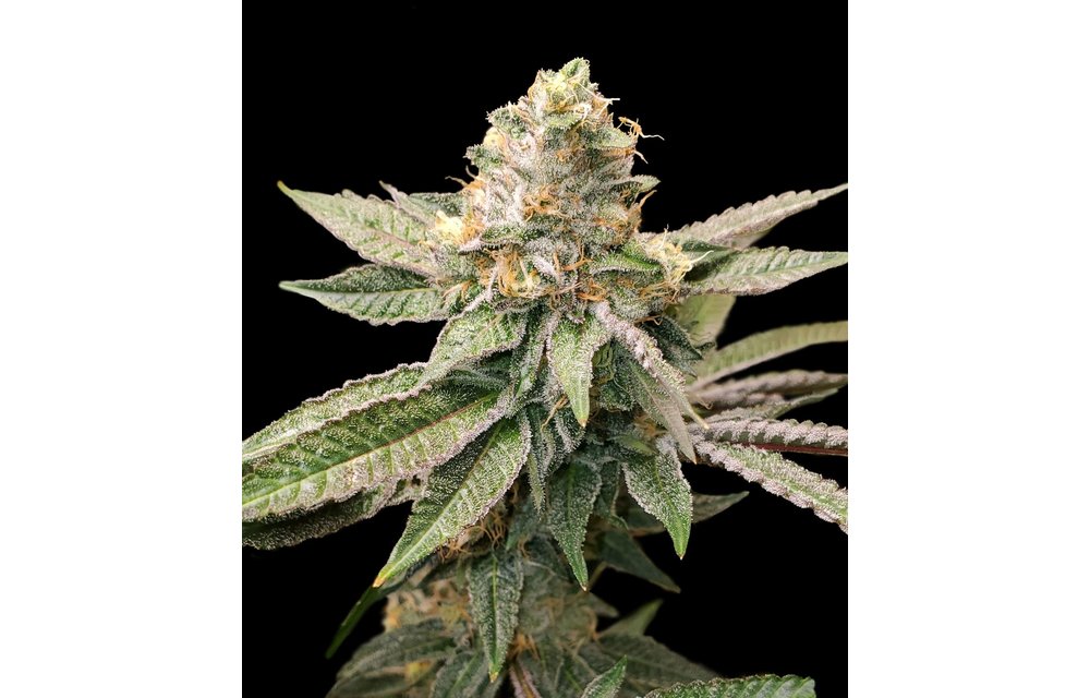 King Cone Fem 6 pk