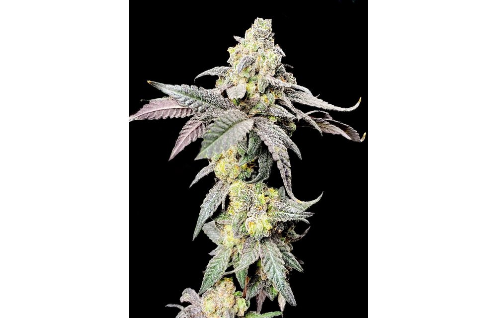 Purple Cherry Ripple Fem 6 pk