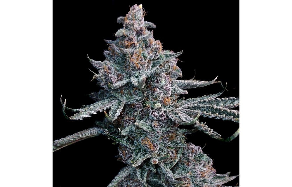 Runtz of Eden Fem 6 pk