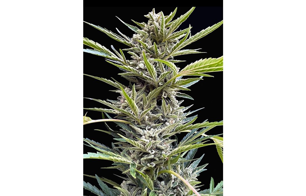 Shadow Og Auto Fem 6 pk