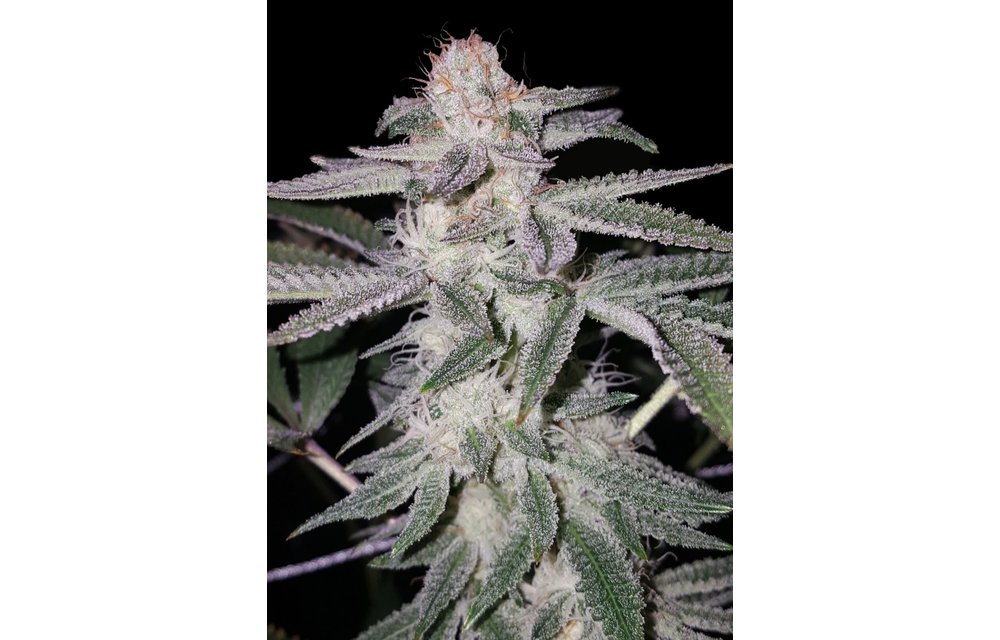 Sherbet Punch Fem 6 pk