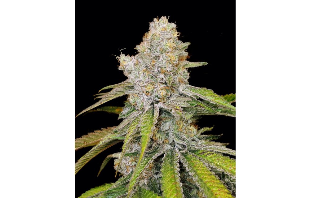 Star Punch Fem 6 pk