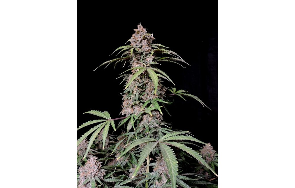 Amnesia Zkittlez Fem Auto 5 pk