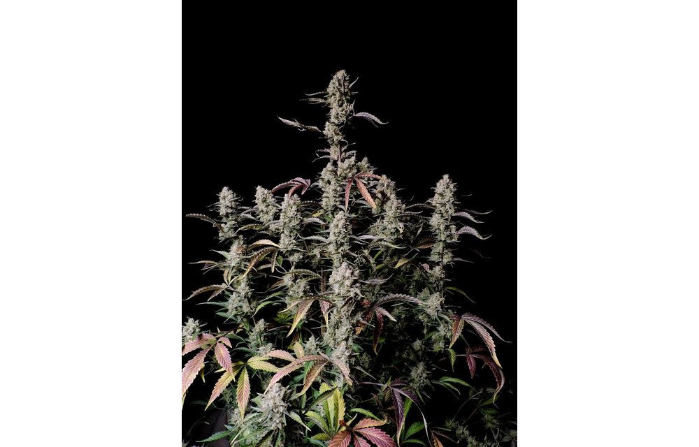 Gorilla Zkittlez Fem Auto 5 pk