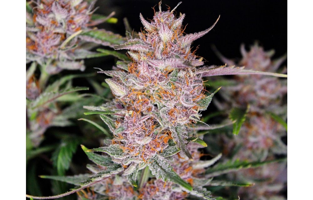 Gorilla Punch Fem Auto 5 pk