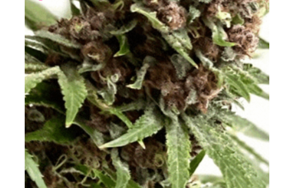Raspberry Boogie S1 Fem 6 pk