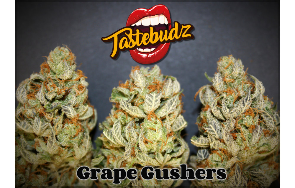 Grape Gushers Fem 5 pk