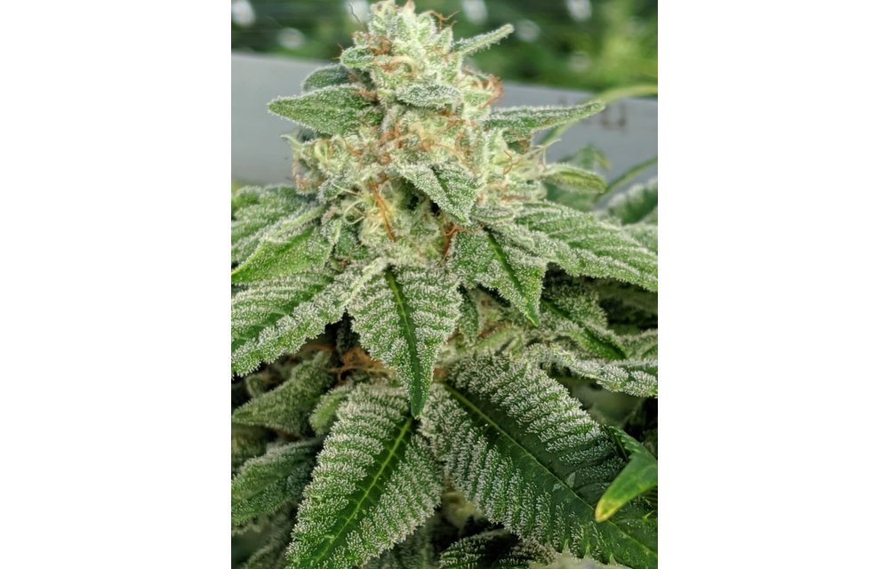 Snow-G Fem 6 pk