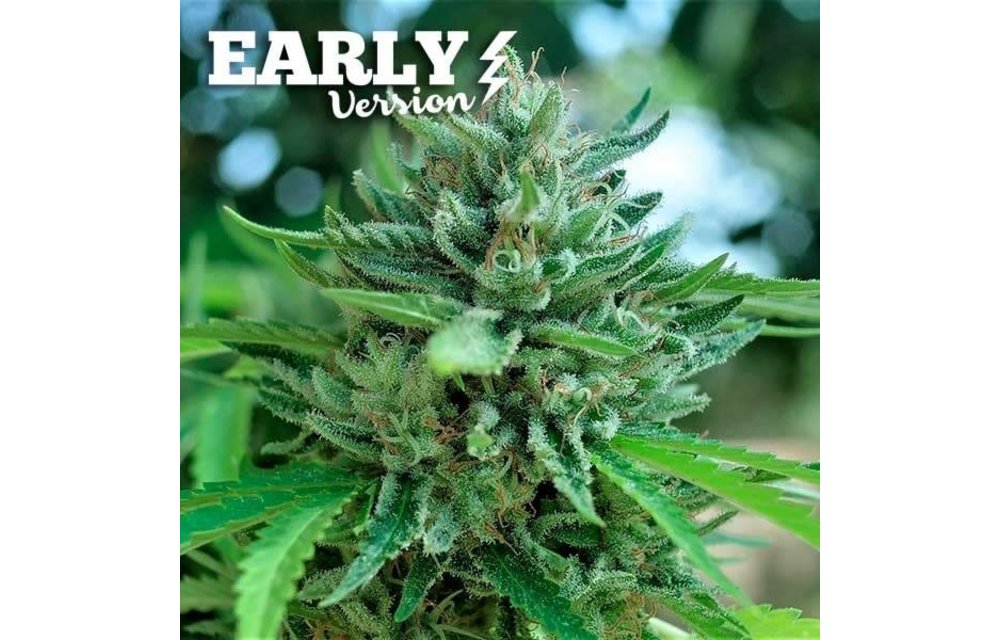 Delicious Cookies Fem Early Version 5 pk