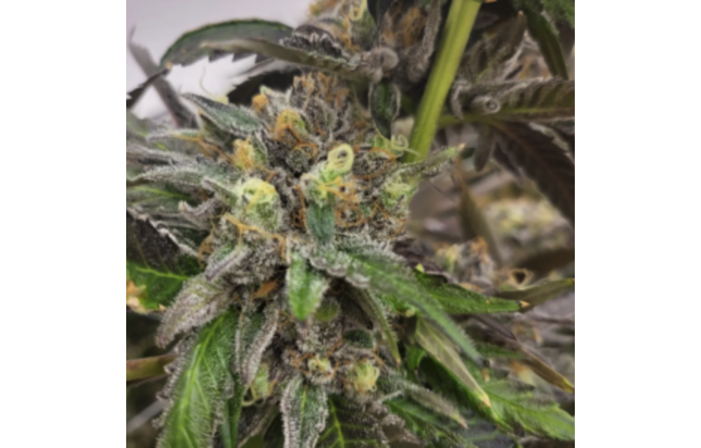 Strawberry Overload Reg 12 pk