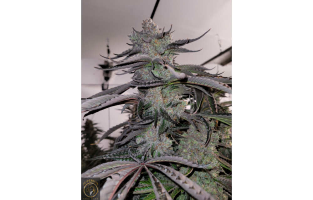 Strawberry Punch Reg 12 pk