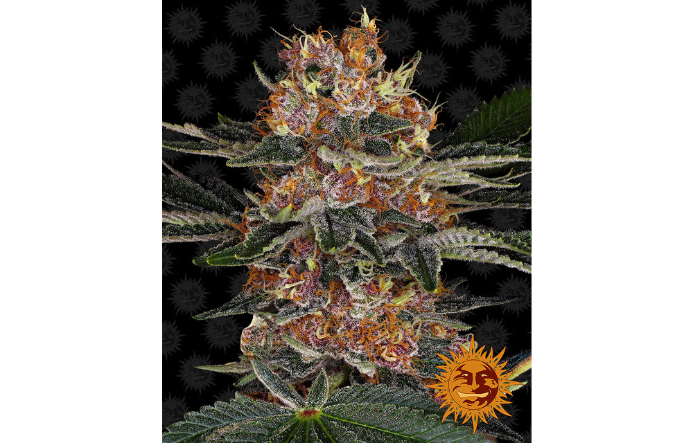 Purple Punch Auto Fem 5 pk