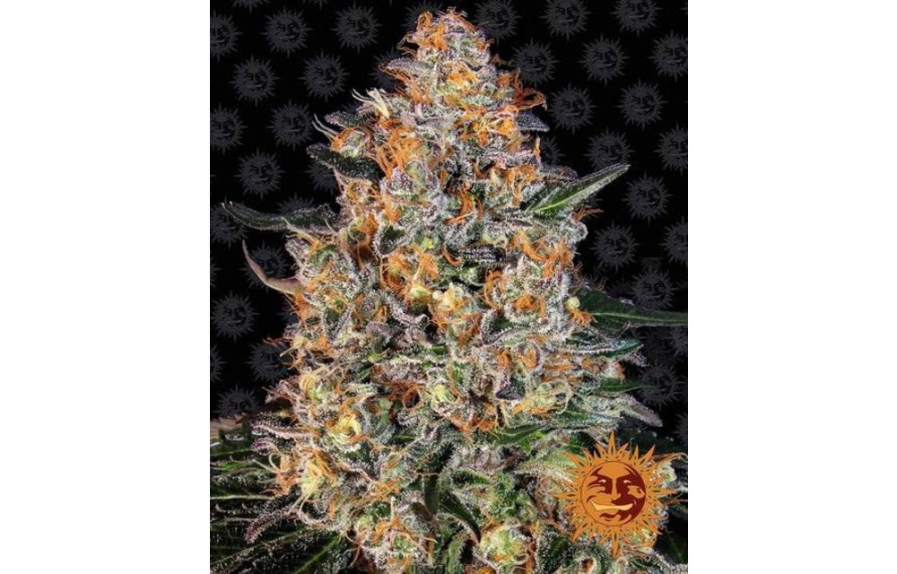 Bubba Kush Fem 10 pk