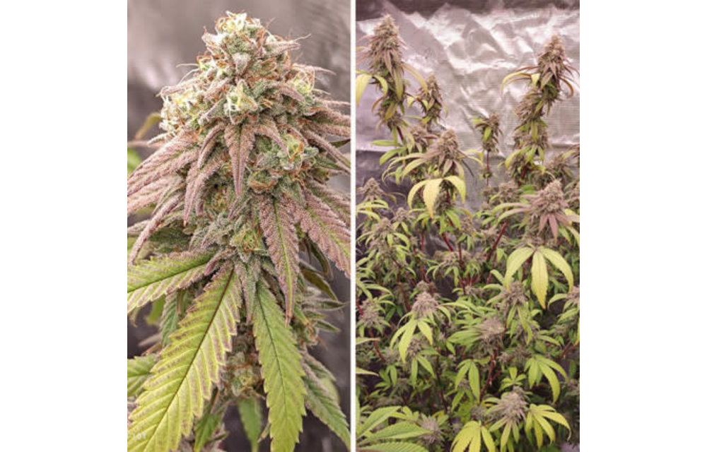 Skywalker Haze Fem 10 pk