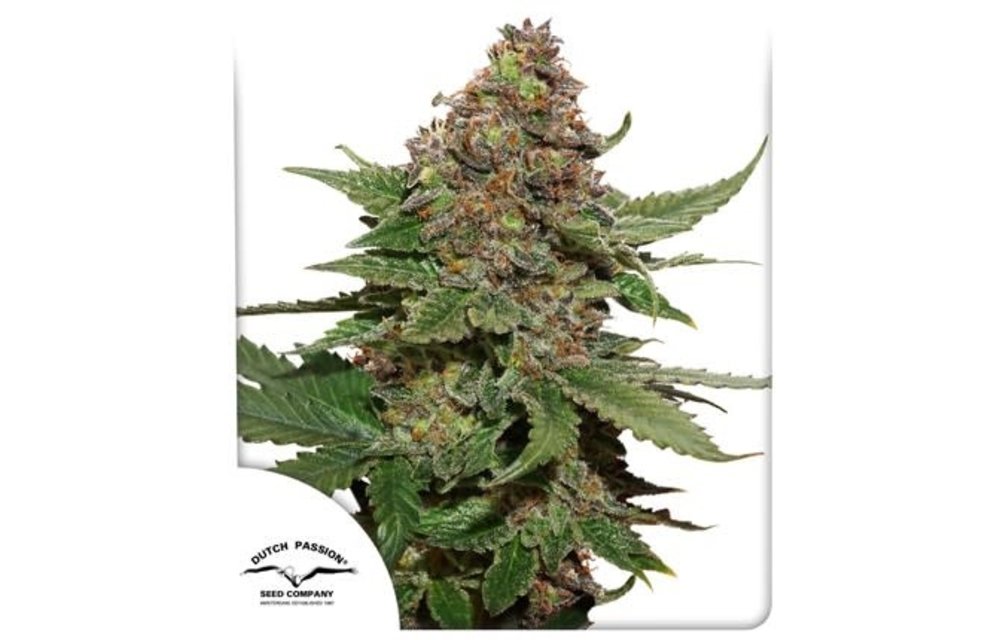 Strawberry Cough Fem 10 pk