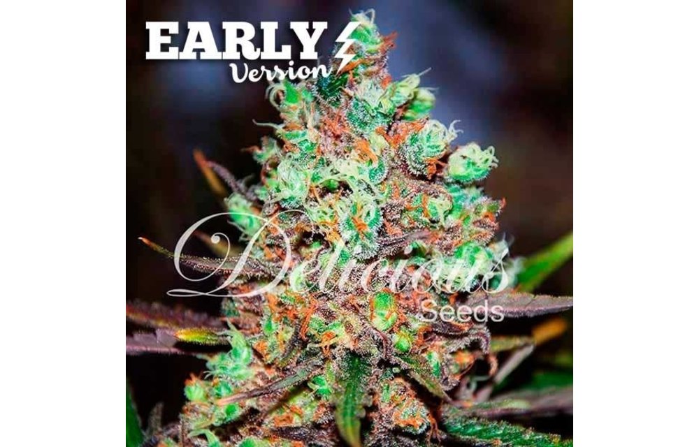Cotton Candy Kush Early Version Fem 5 pk