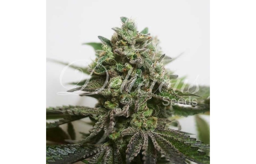 Delimed CBD Plus Fem 5 pk