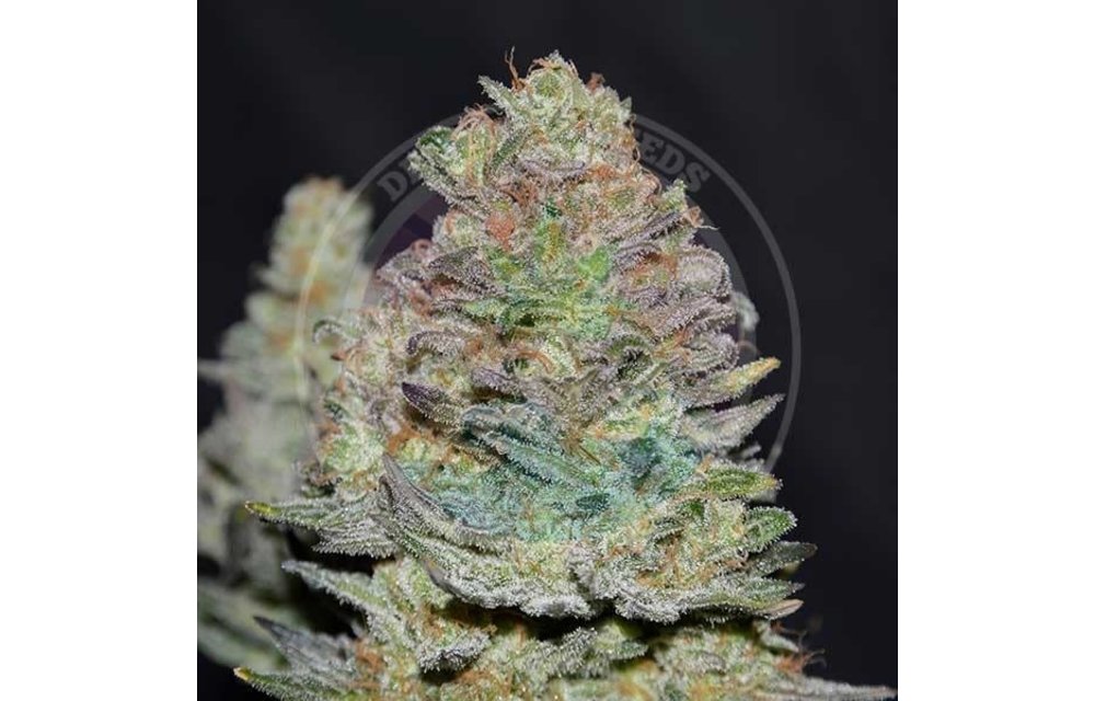 Delicious Cookies Auto Fem 5 pk