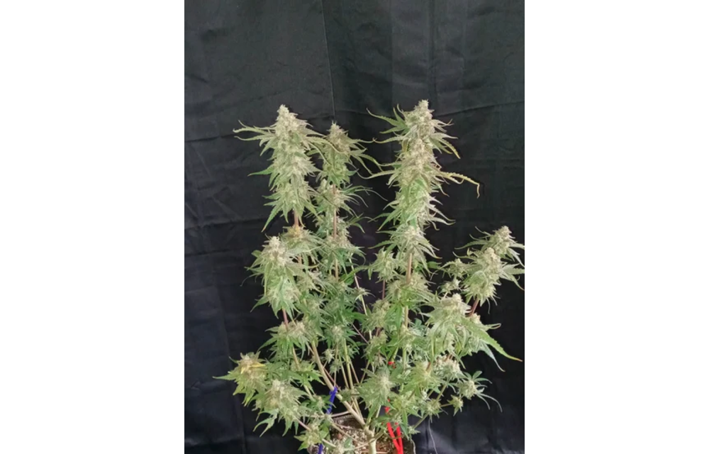 Skunk Hero 22 Fem 3 pk