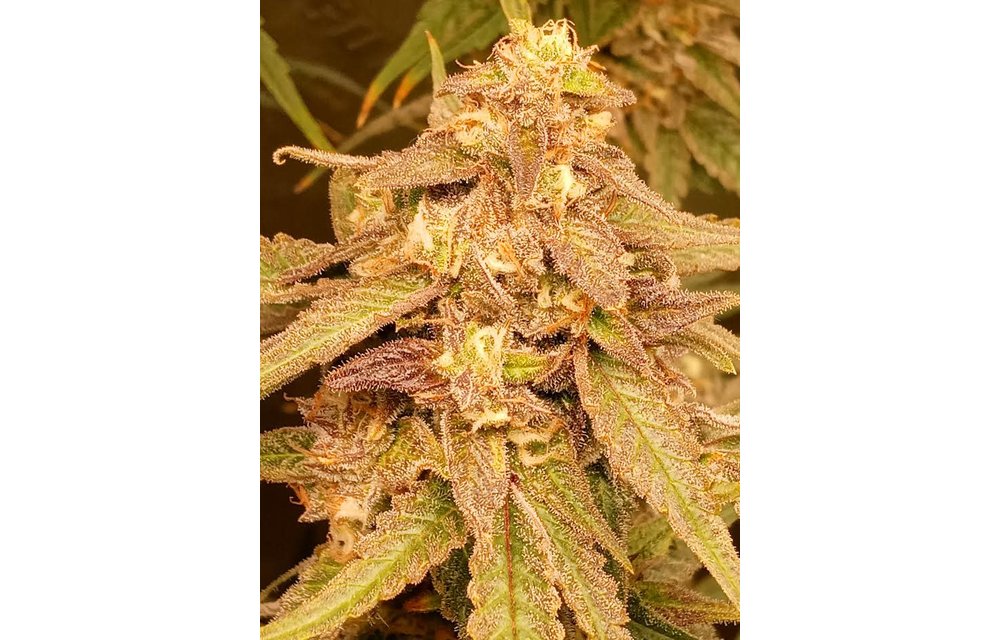Skunk Hero 22 Fem 3 pk