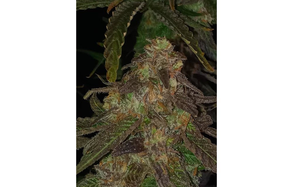 Skunk Hero 22 Fem 3 pk