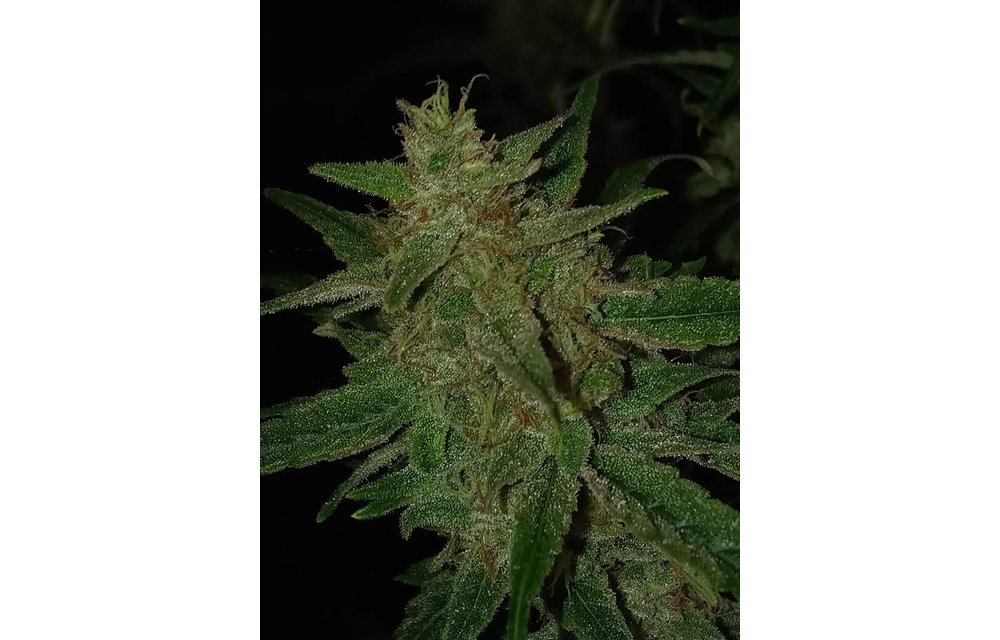 The Legend S1 Fem 3 pk