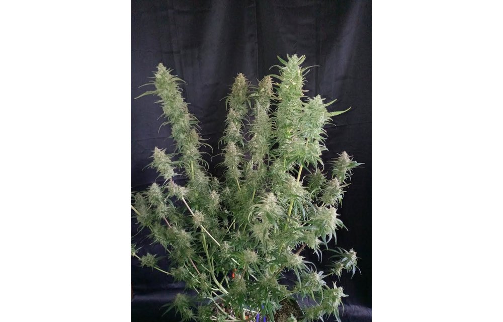 The Legend S1 Fem 3 pk