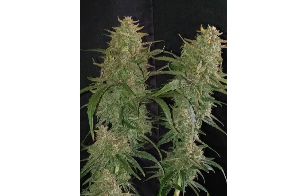The Legend S1 Fem 3 pk