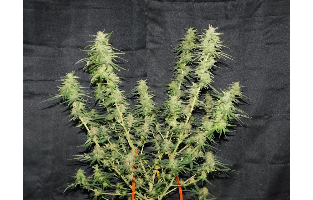 Speed Racer S1 Fem 3 pk