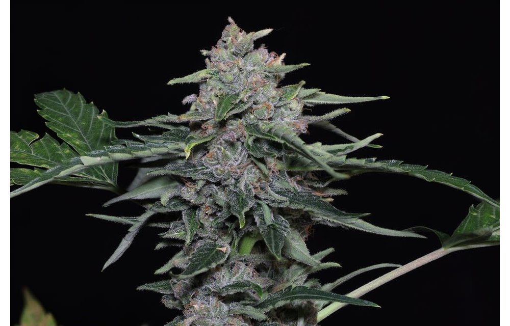 Biscauto Fem Auto 6 pk