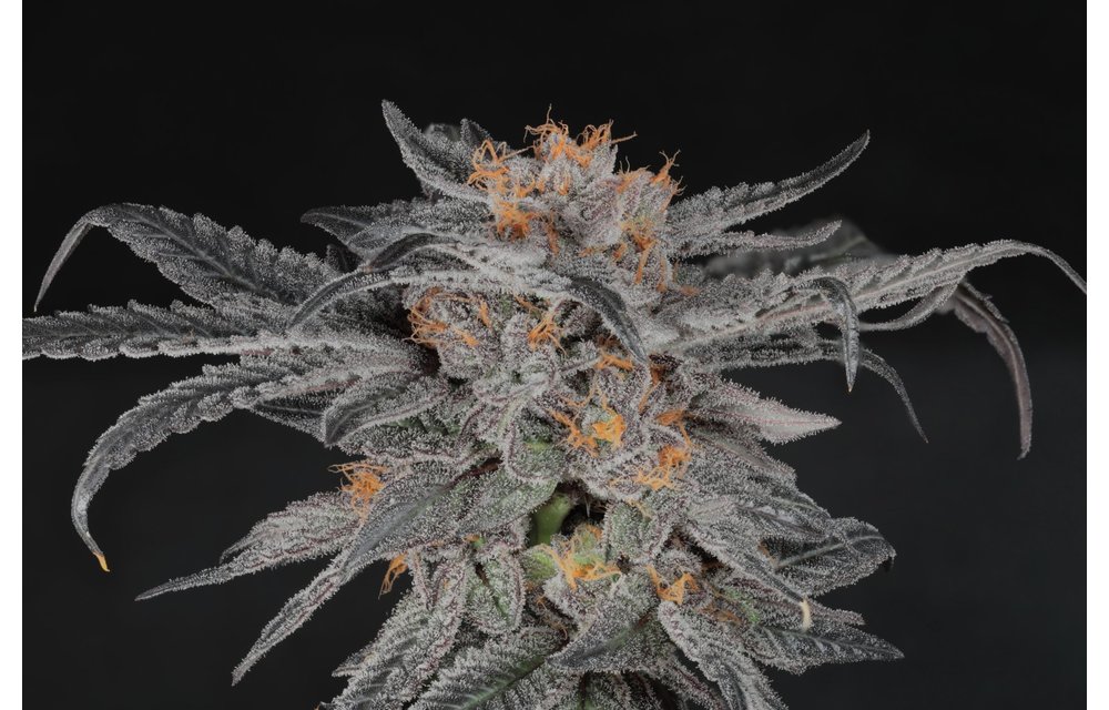 Humboldt Afghani Fem 6 pk