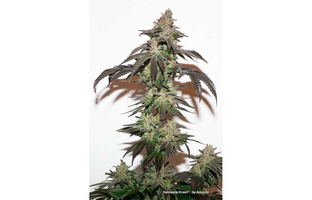 Kerosene Krash Fem 10 pk