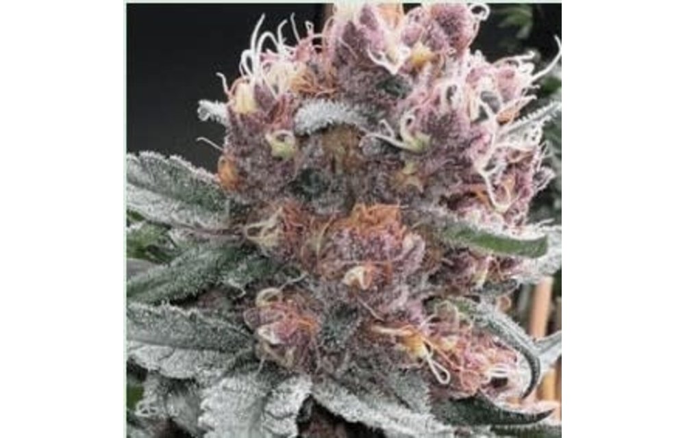 Vibe Shift Fem 6 pk