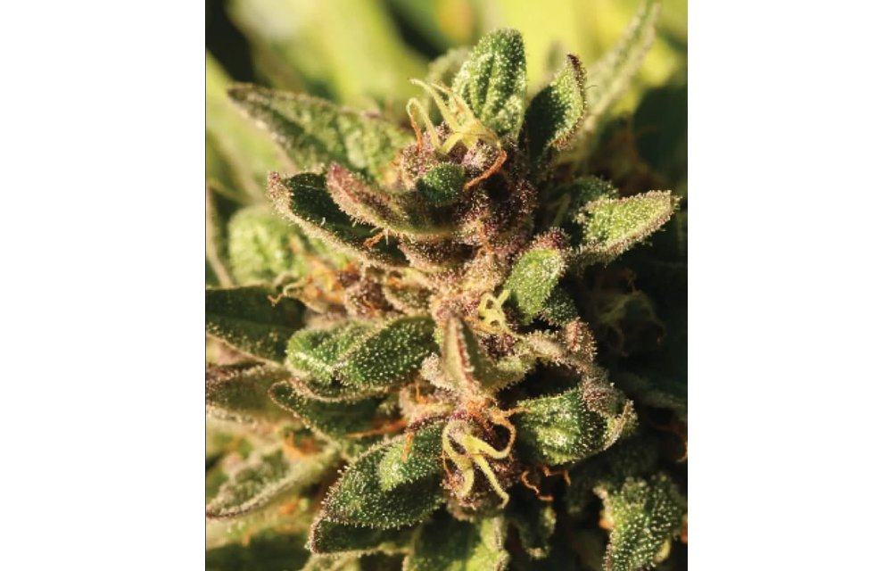 Pineapple Muffin Fem Auto 10 pk